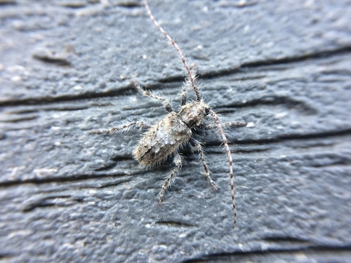 Poliaenus obscurus