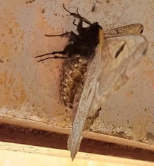 Arsenurinae