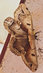 Arsenurinae