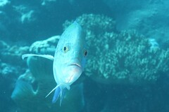 Caranx melampygus