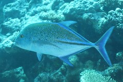 Caranx melampygus
