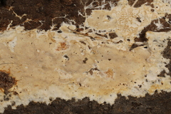 Phanerochaete laevis