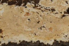 Phanerochaete laevis