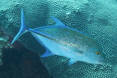 Caranx melampygus