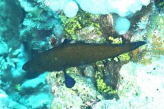 Cephalopholis argus