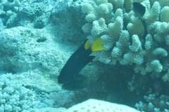 Pomacentrus philippinus