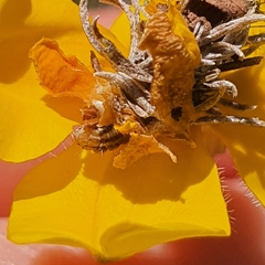 Heliocosma
