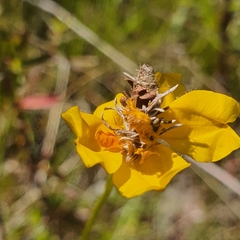 Heliocosma