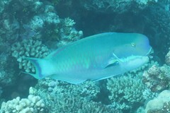 Chlorurus microrhinos