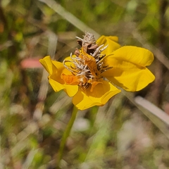 Heliocosma