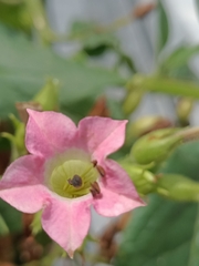 Nicotiana tabacum
