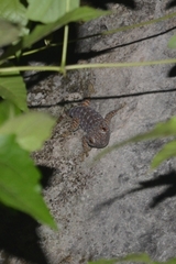 Gekko gecko