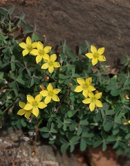 Oxalis perennans