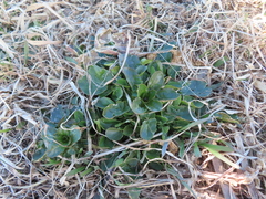 Barbarea vulgaris