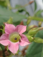 Nicotiana tabacum
