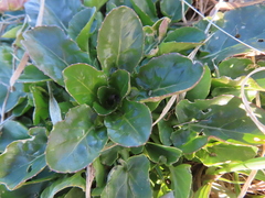 Barbarea vulgaris