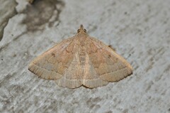 Zanclognatha jacchusalis