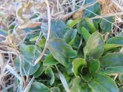 Barbarea vulgaris