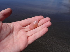 Eurytellina simulans