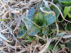 Barbarea vulgaris