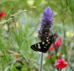 Phalaenoides tristifica