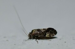 Myopsocidae