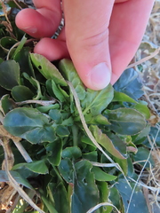 Barbarea vulgaris