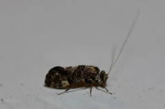 Myopsocidae