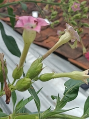 Nicotiana tabacum