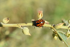 Calligrapha serpentina