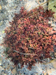 Ludwigia repens