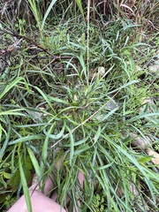 Thelesperma filifolium