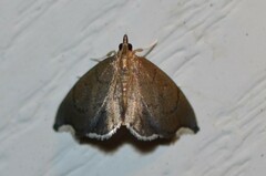 Perispasta caeculalis