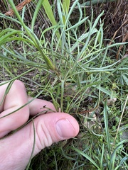 Thelesperma filifolium