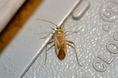 Adelphocoris lineolatus