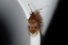 Kleidocerys resedae