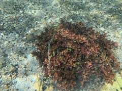 Ludwigia repens