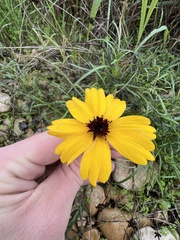 Thelesperma filifolium