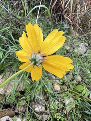 Thelesperma filifolium