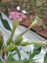 Nicotiana tabacum