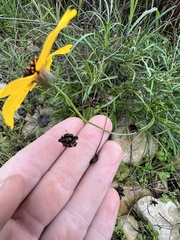 Thelesperma filifolium