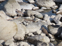 Charadrius placidus