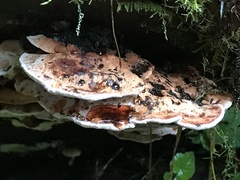 Rhodofomes cajanderi