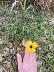 Thelesperma filifolium