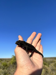 Bradypodion occidentale