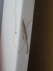 Brachynemurus