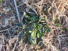 Barbarea vulgaris