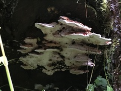 Rhodofomes cajanderi