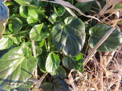 Barbarea vulgaris