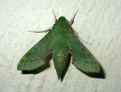 Basiothia medea